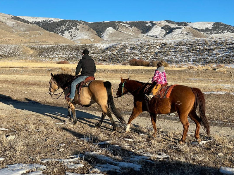 How to Fostering a Positive Relationship with Your Horse