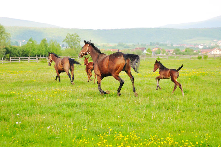 A Comprehensive Guide to Providing a Balanced Diet for Your Horse