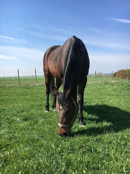 Basic Horse Care for Beginner